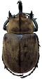 Megasoma gyas.jpg